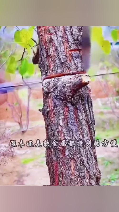 家用小型手持木工鋸 現(xiàn)代木工與DIY的快速神器